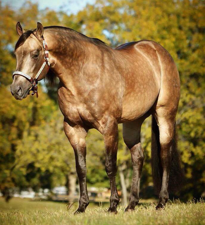 buckskin quarter Horse For Sale uk